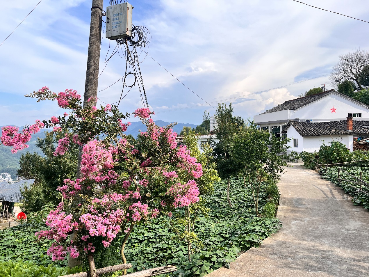 陜西安康漢濱區(qū)縣河鎮(zhèn)牛嶺社區(qū)，村道被鮮花點綴。人民網(wǎng)記者 李棟攝