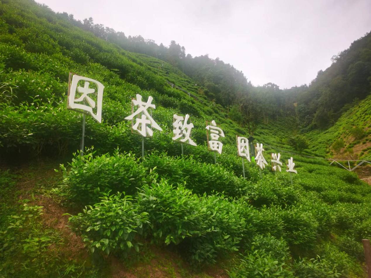 陜西安康紫陽縣煥古鎮(zhèn)蠟竹村茶園。人民網(wǎng)記者 李棟攝